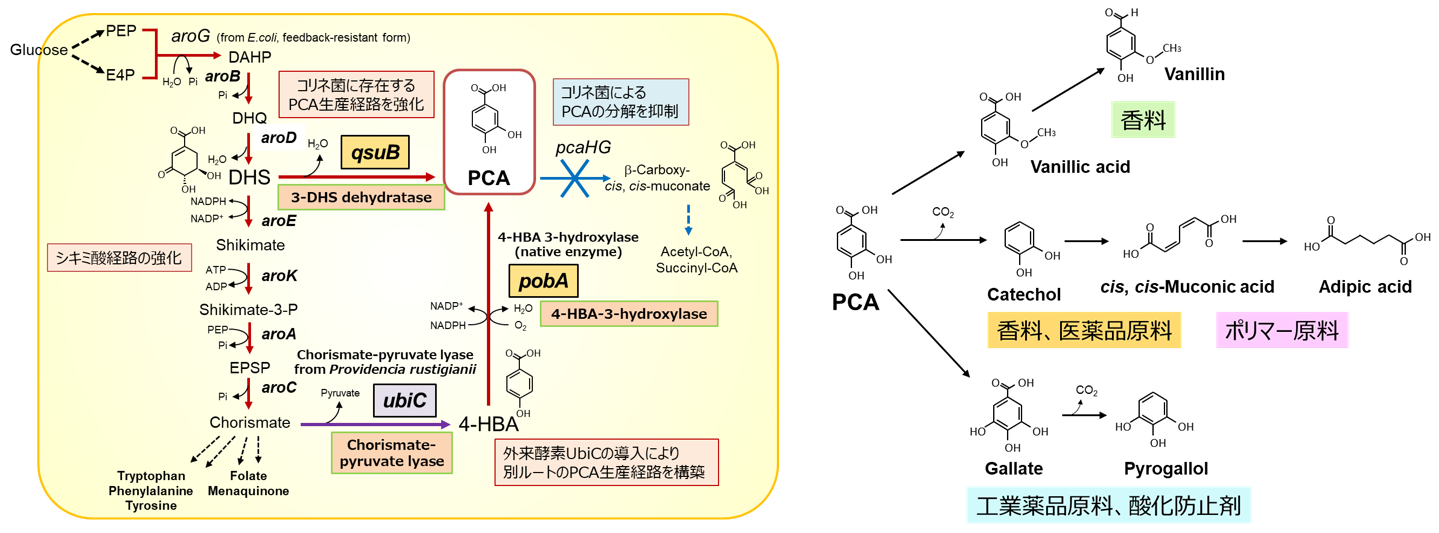 PCA高生産株の代謝デザイン　PCAの生物変換によって生産可能な有用化合物
