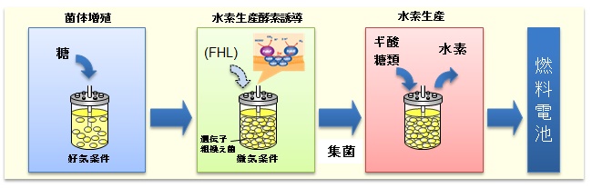 バイオ水素
