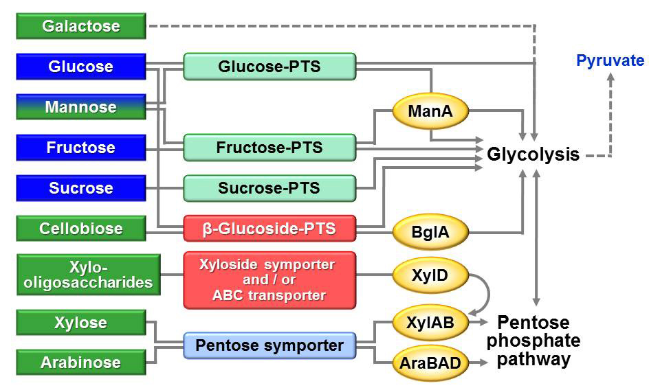 コリネ型細菌における糖取り込み利用系