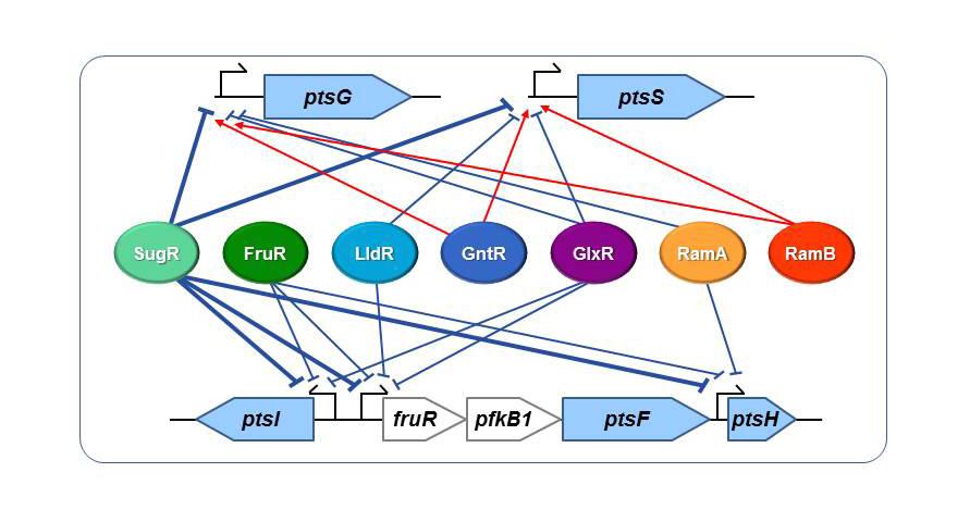 コリネ型細菌におけるPTS遺伝子の転写制御系