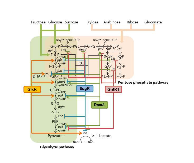 コリネ型細菌における解糖系、乳酸生成酵素およびペントースリン酸経路遺伝子の転写制御系