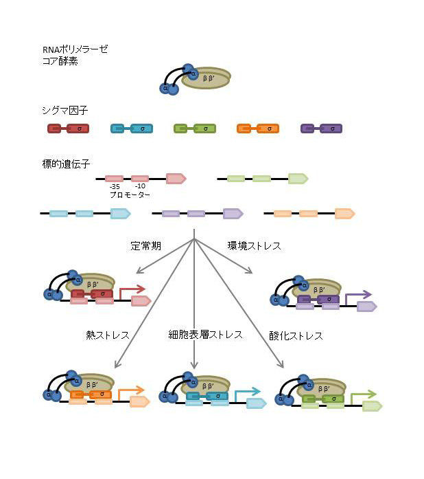 シグマ因子の切り替えによるRNAポリメラーゼの標的遺伝子の切り替え
