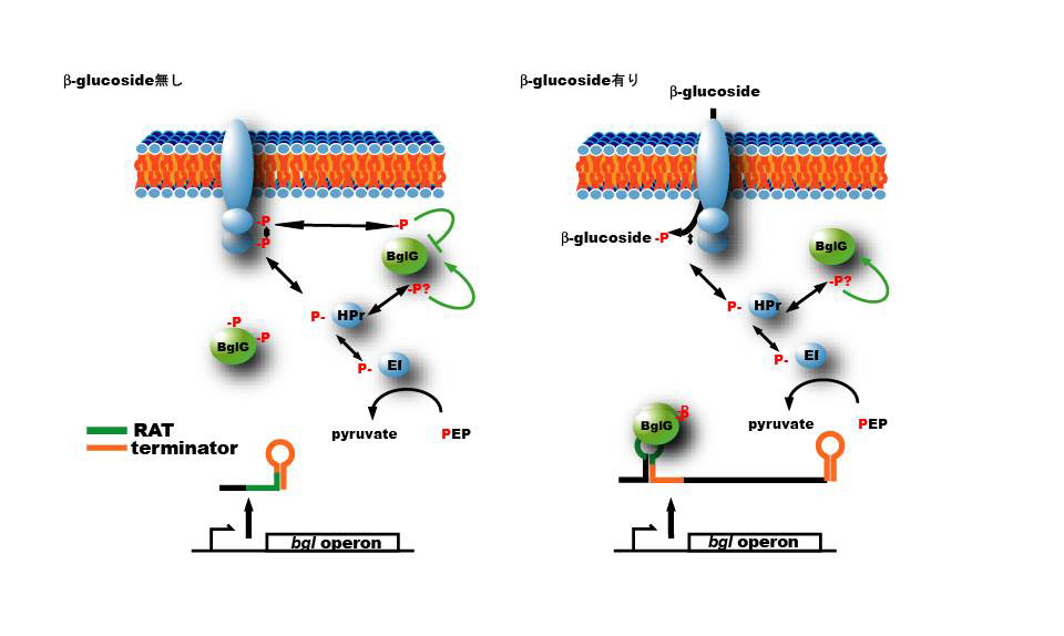 β-グルコシドPTS遺伝子のアンチターミネーターによる転写伸長制御