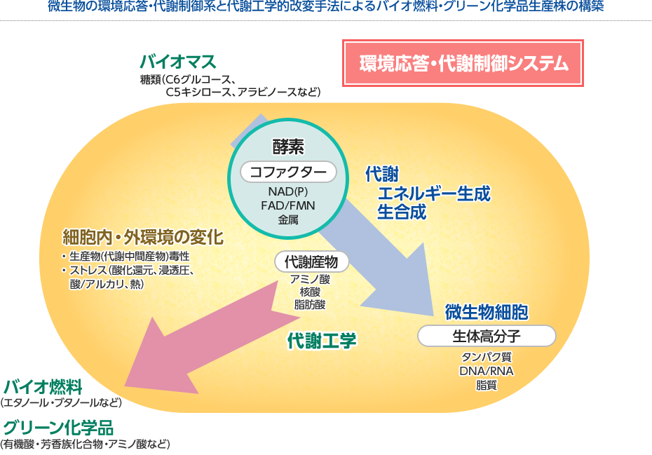 微生物の環境応答・代謝制御系と代謝工学的改変手法によるバイオ燃料・グリーン化学品生産株の構築