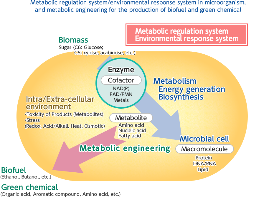 Metabolic regulation system/environmental response system in microorganism, and metabolic engineering for the production of biofuel and green chemical