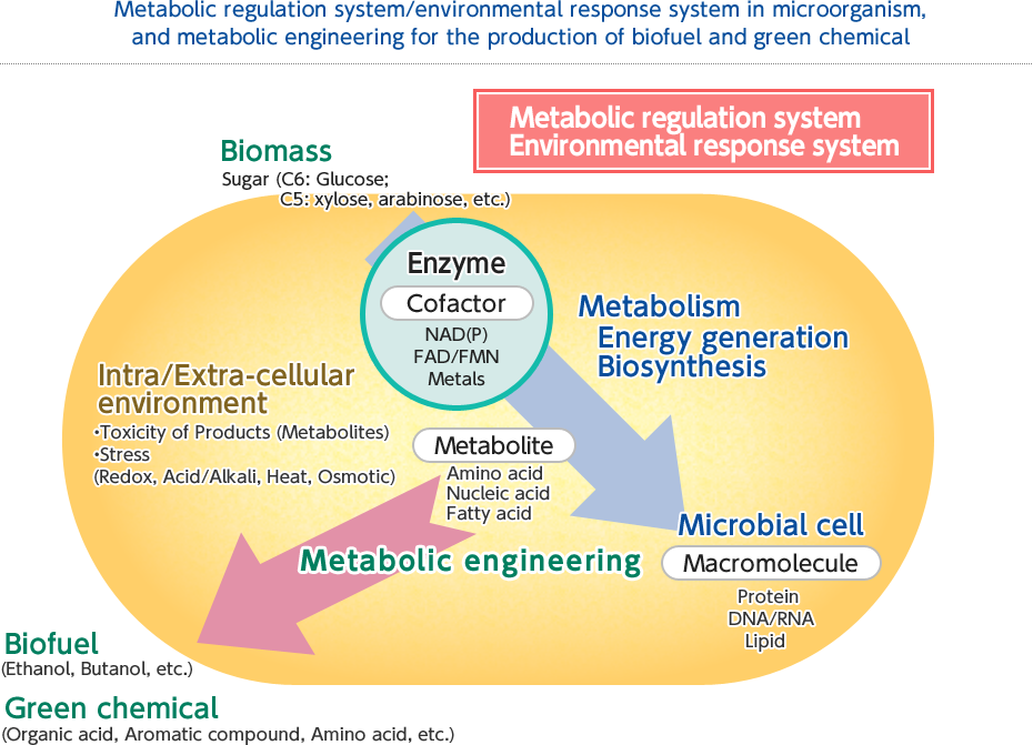 System reg. Metabolic Engineering штаммы. Metabolic Engineering штаммы метаболитная инженерия. Nervous Regulation of metabolism. System Regulation.