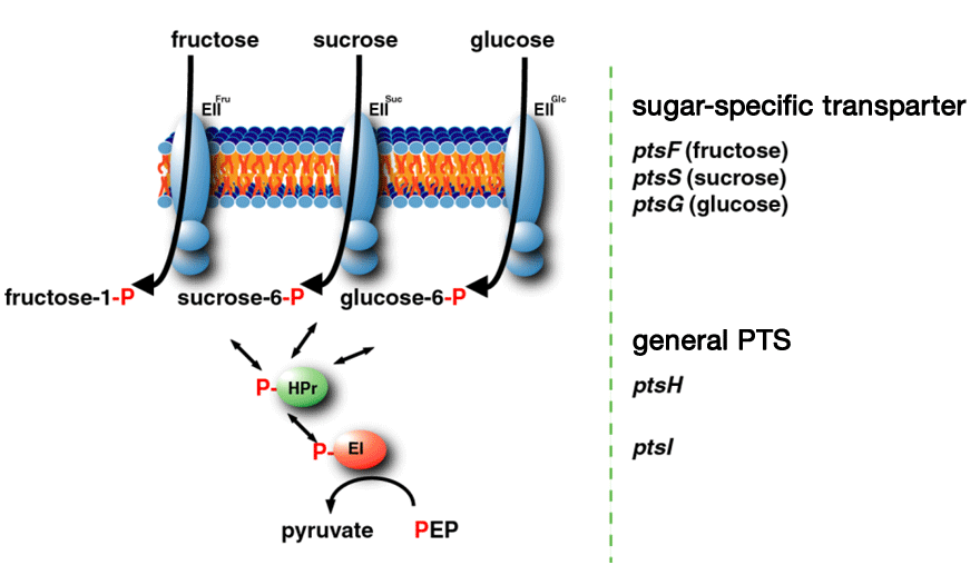 Frontiers  Evolving a New Efficient Mode of Fructose Utilization for  Improved Bioproduction in Corynebacterium glutamicum