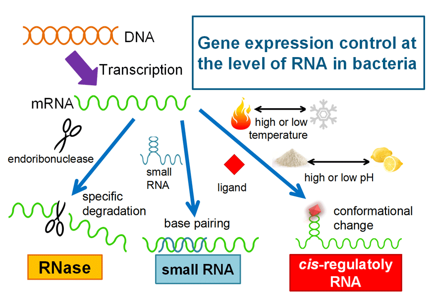 Expression levels. Gene expression. What is Gene expression. Gene Автотяга. Voороо Gene.