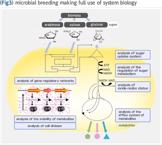 (Fig3) microbial breeding making full use of system biology