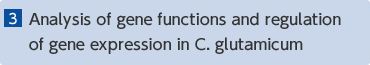 [3]Analysis of gene functions and regulation of gene expression in C. glutamicum