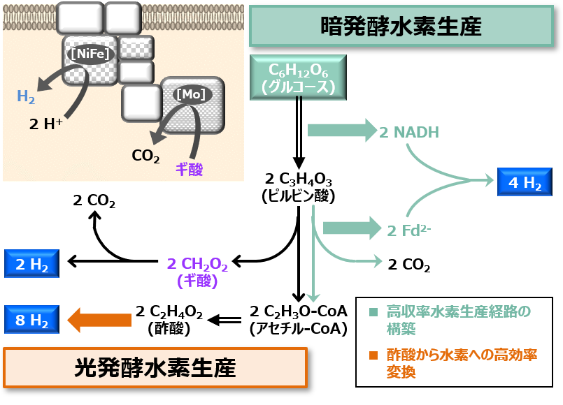 暗発酵および光発酵水素生産株の代謝工学