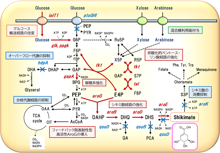 シキミ酸高生産株の代謝デザイン