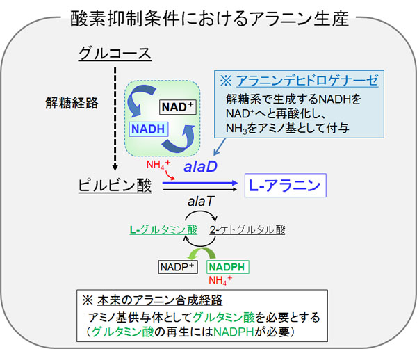 酸素抑制条件におけるアラニン生産の図