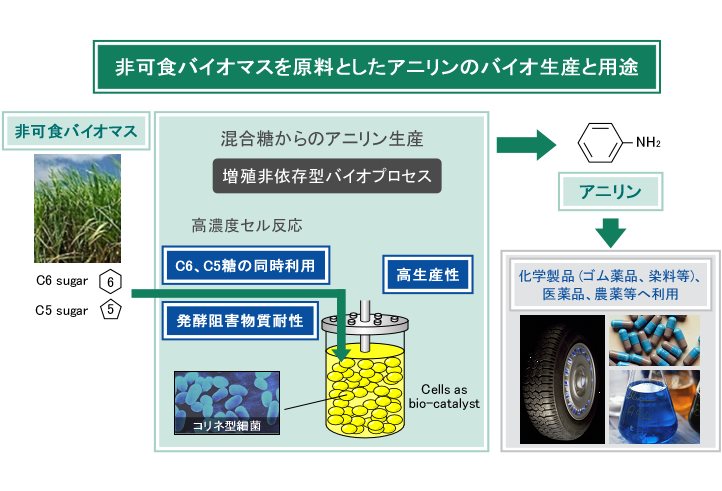 非可食バイオマスを原料としたアニリンのバイオ生産と用途