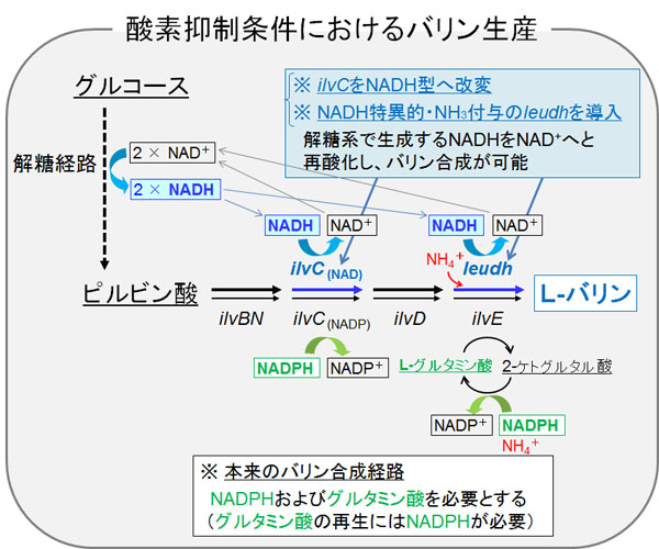 酸素抑制条件におけるバリン生産の図