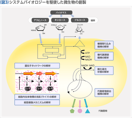 （図3）システムバイオロジーを駆使した微生物の創製